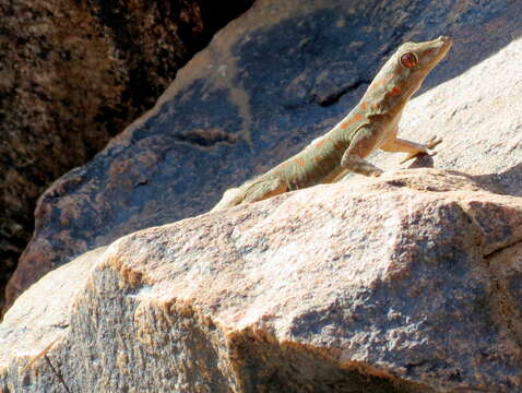 Image of Boulton’s Namib Day Gecko