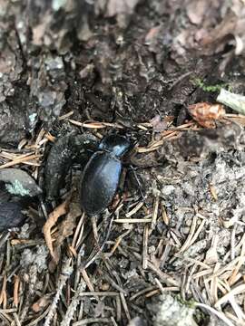 Image of Carabus (Tanaocarabus) sylvosus Say 1823