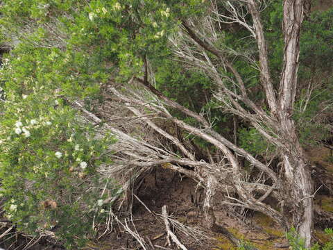 Image of swamp paperbark