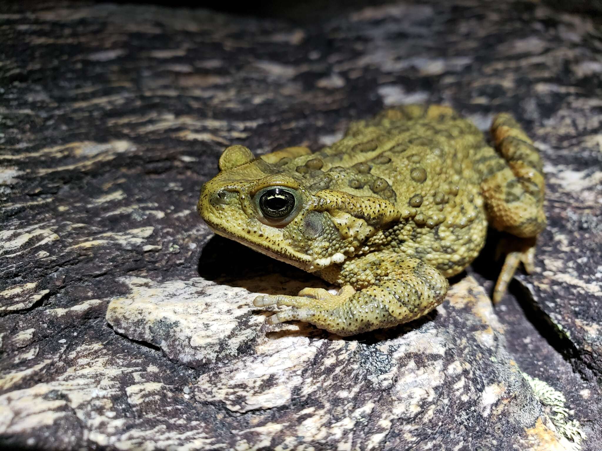 Rhinella rubescens (Lutz 1925) resmi