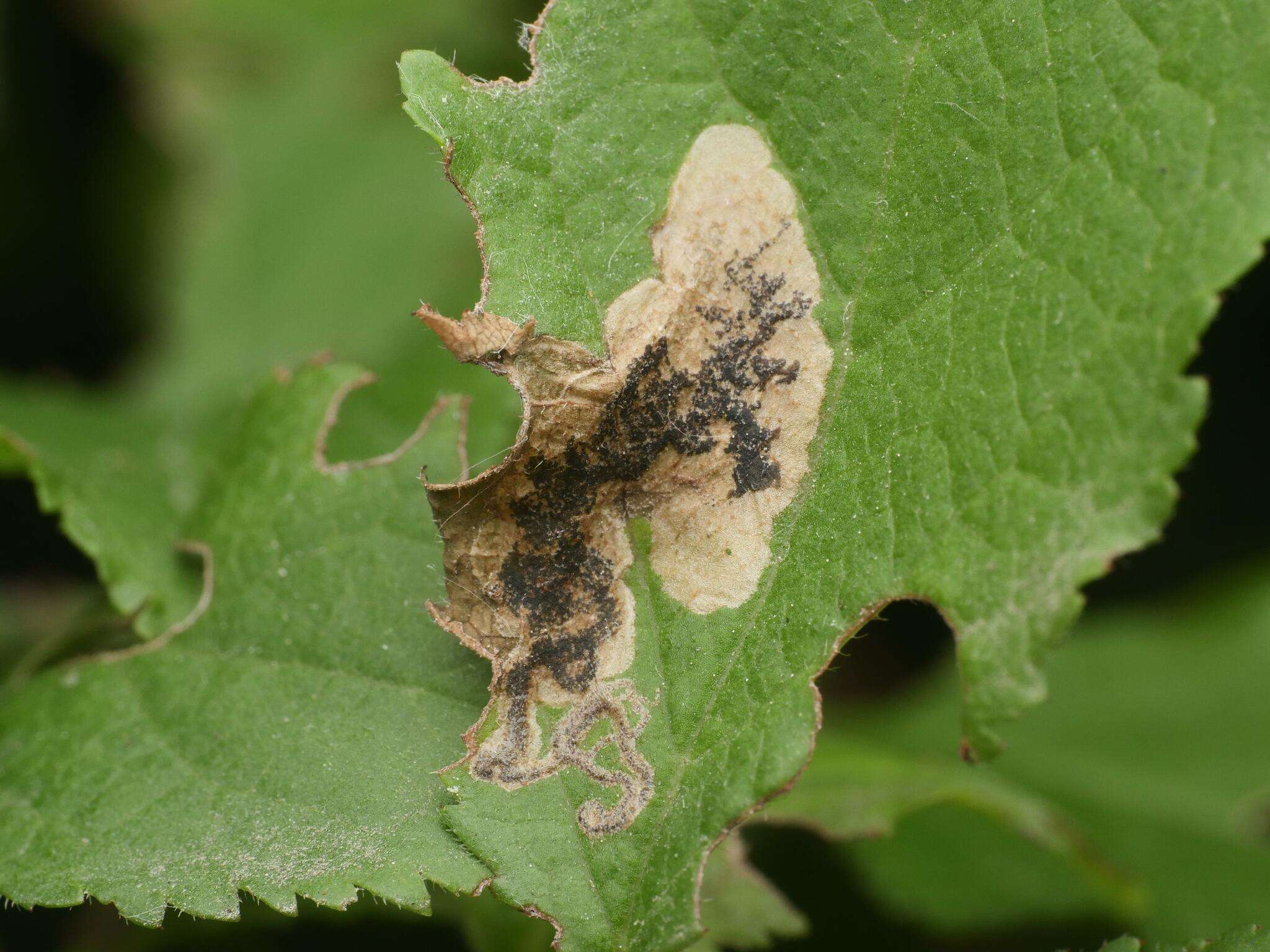 Image of Stigmella plagicolella (Stainton 1854) Fletcher et al. 1945