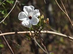 Image of Ipomoea populina House