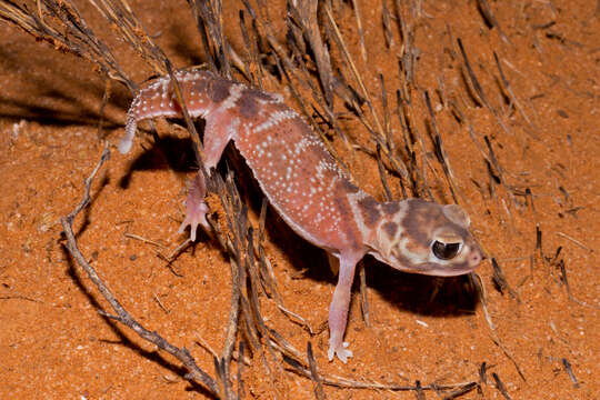 Image of Common Knob-tailed Lizard