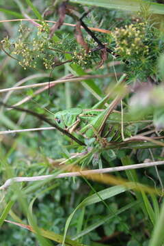 Image of Wart-biter cricket