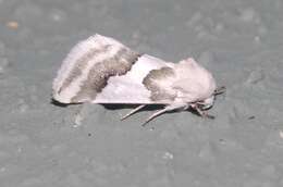 Image of Hulst's Flower Moth