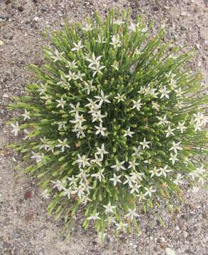 Image of skeletonweed