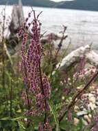 Image of Urtica angustifolia Fisch. ex Hornem.