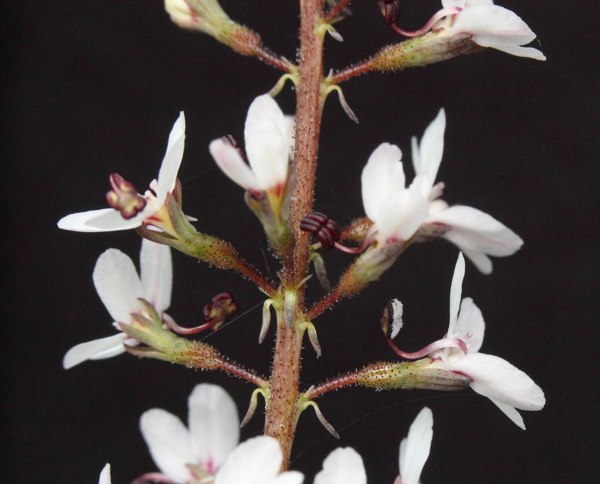 Image de Stylidium diversifolium R. Br.