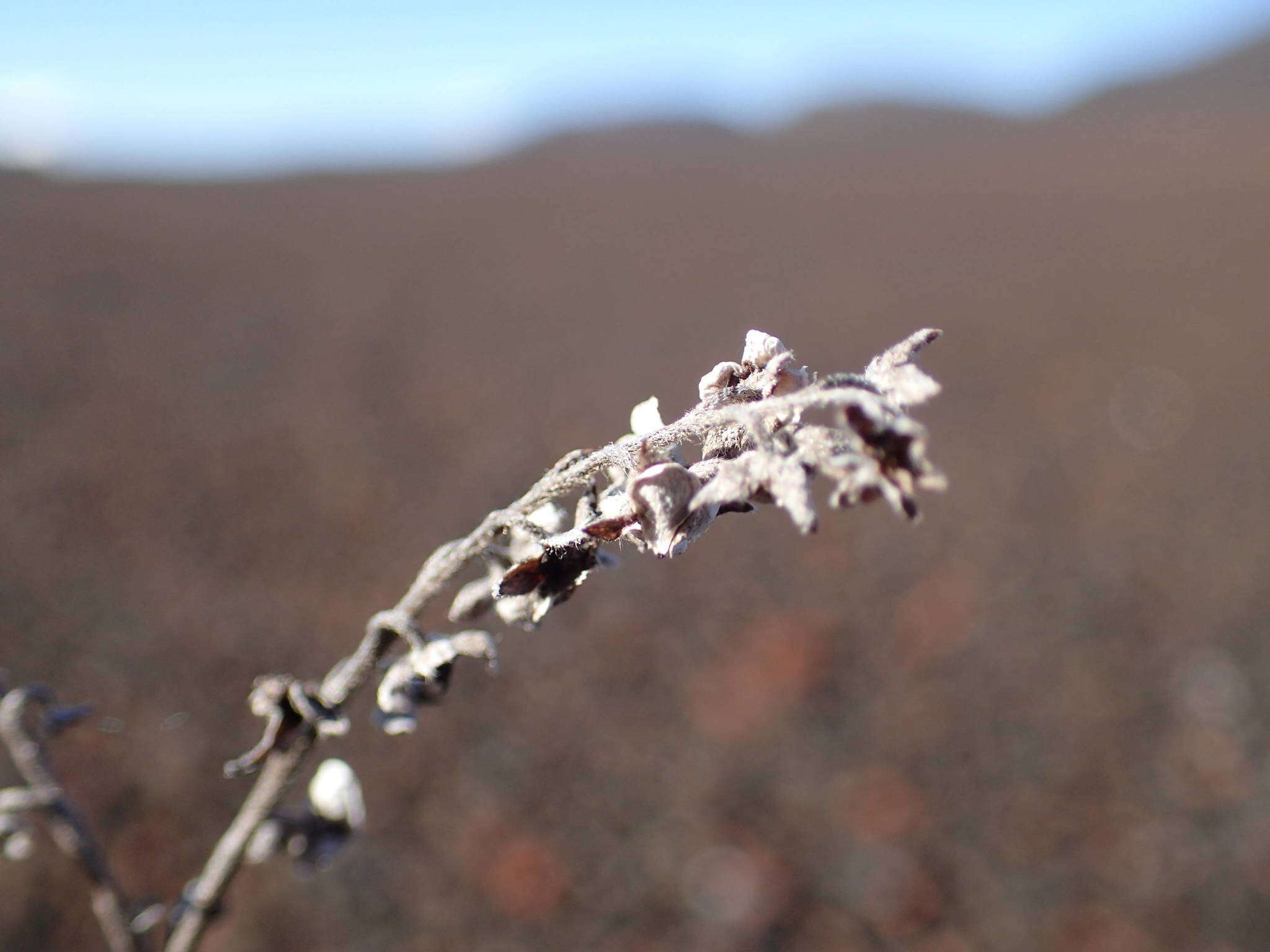 Image of Cynoglossum borbonicum (Lam.) Bory