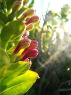 Image de Lobelia polyphylla Hook. & Arn.