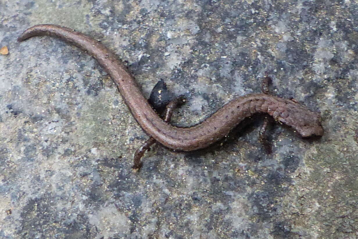 Image of Greenhorn Mountains Slender Salamander