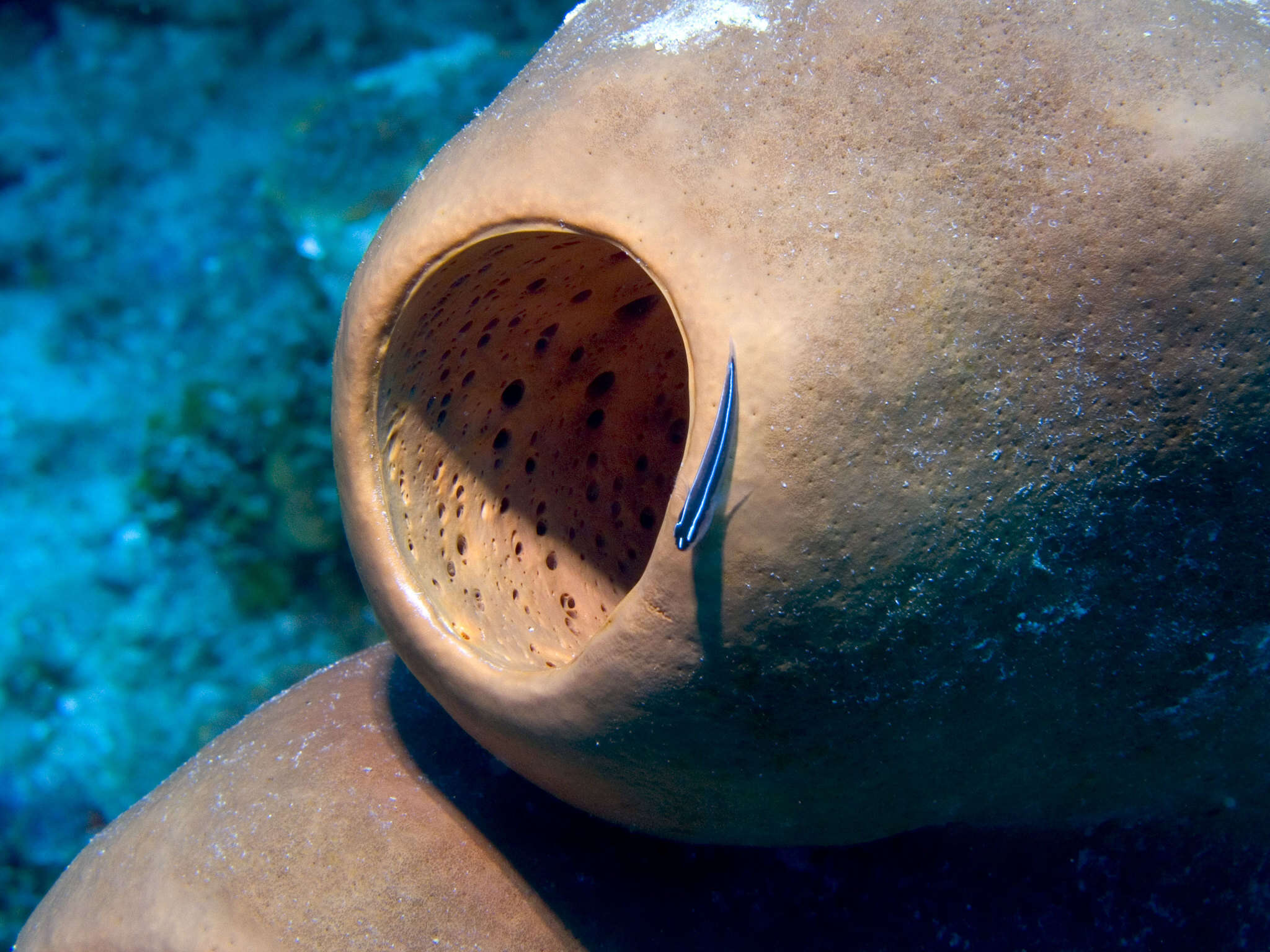 Image of Linesnout goby