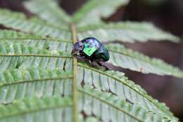 Image of Green Devil Beetle