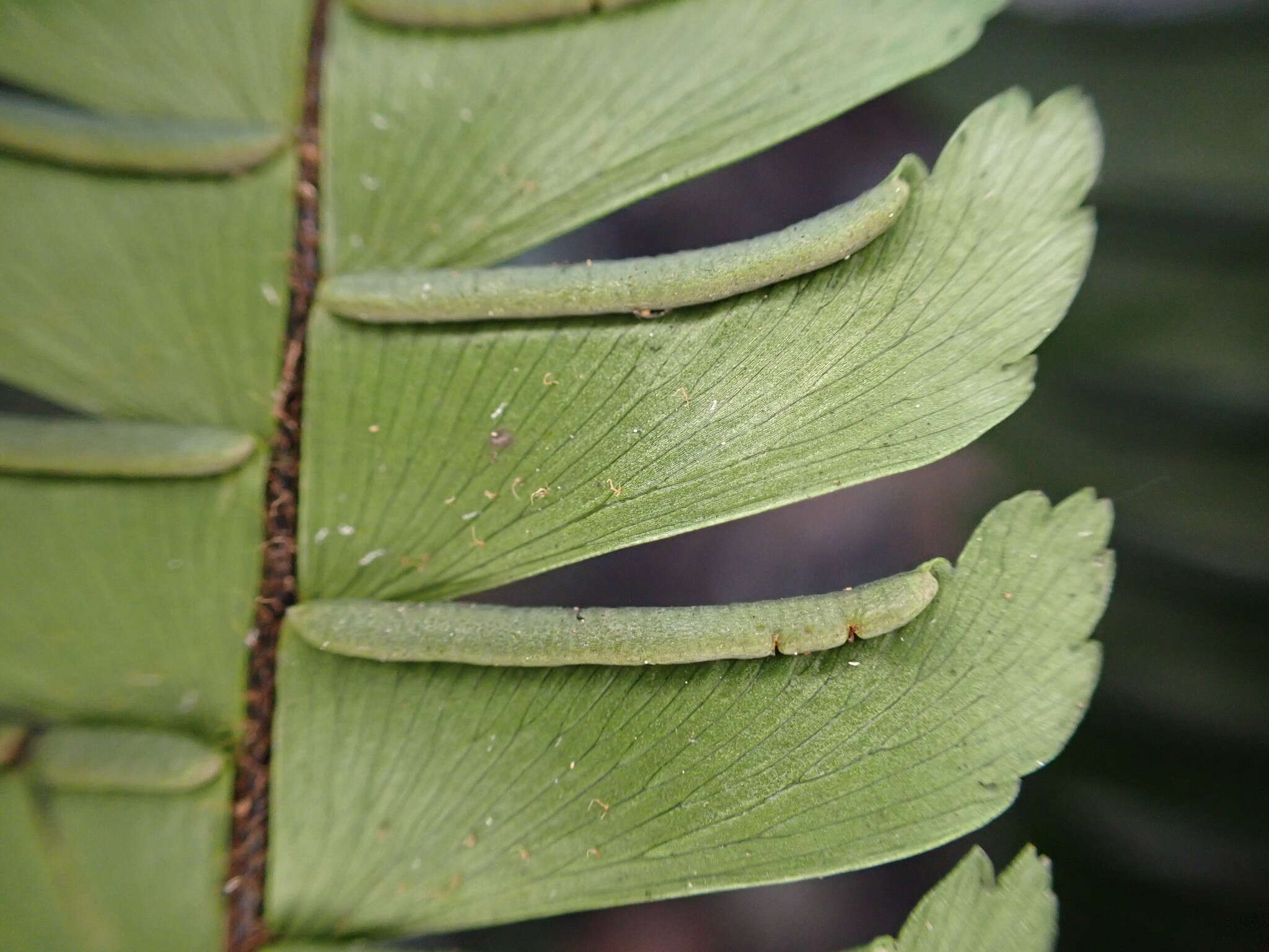 Plancia ëd Adiantum pulverulentum L.