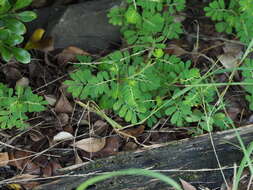 Image of Phyllanthus urinaria subsp. urinaria