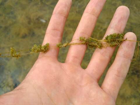 Image of Many-branched Stonewort