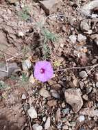 Imagem de Ipomoea ternifolia Cav.