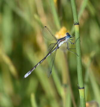 Image of Black Spreadwing