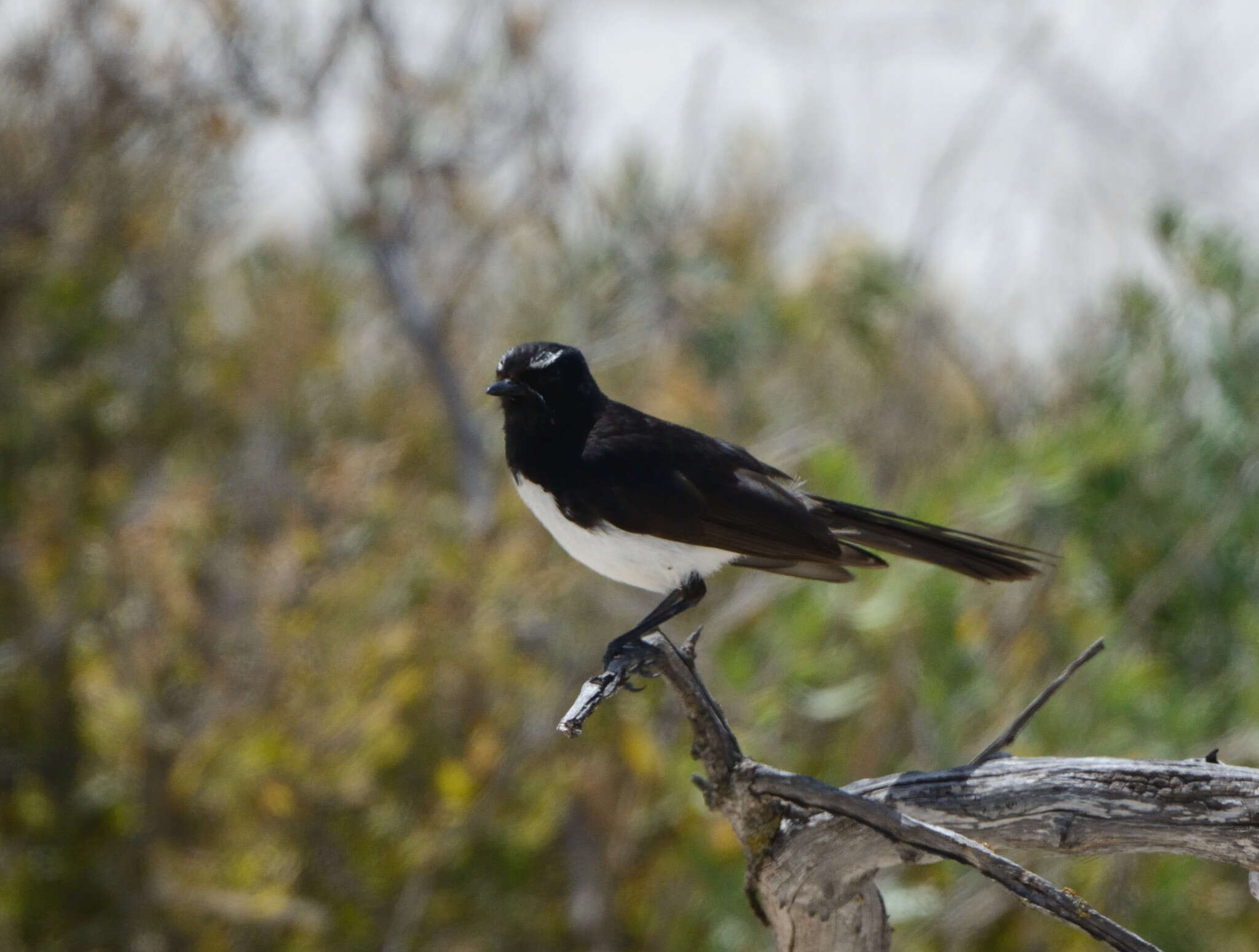 Image of Willie Wagtail