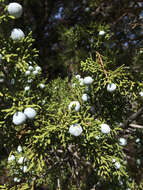 Sivun Juniperus californica Carrière kuva