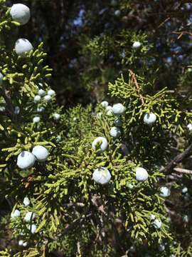 Imagem de Juniperus californica Carrière