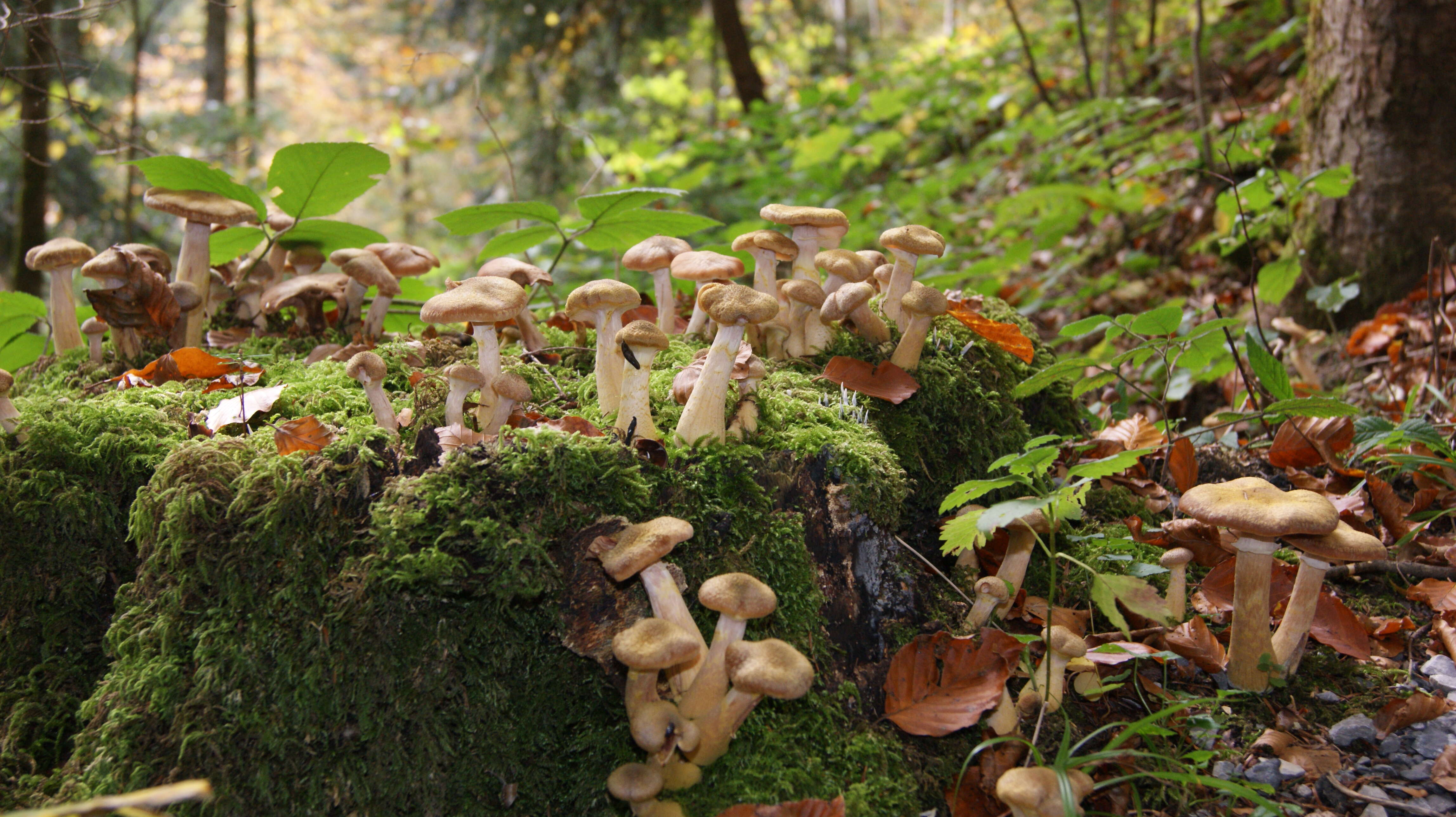 Image of Armillaria borealis Marxm. & Korhonen 1982