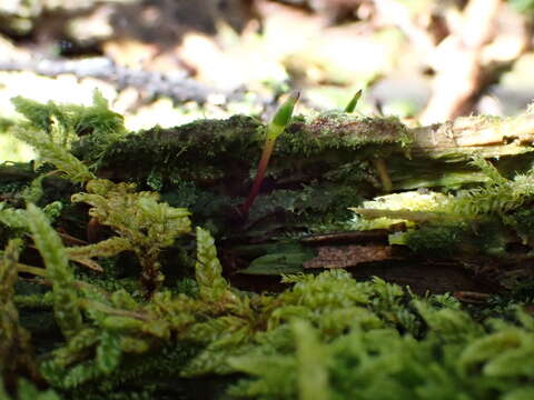 Image of Green shield moss