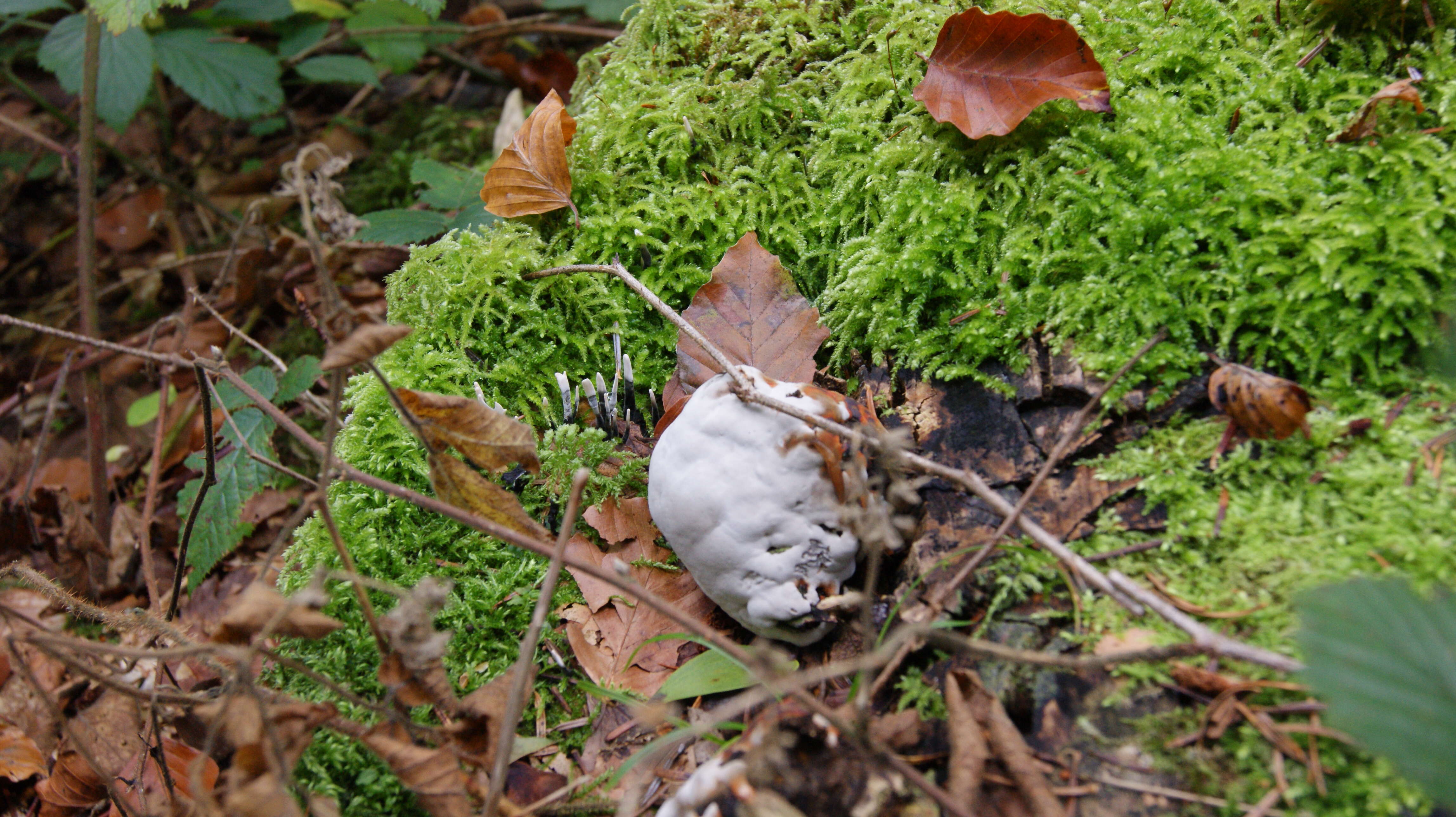 Image of Candle-snuff Fungus