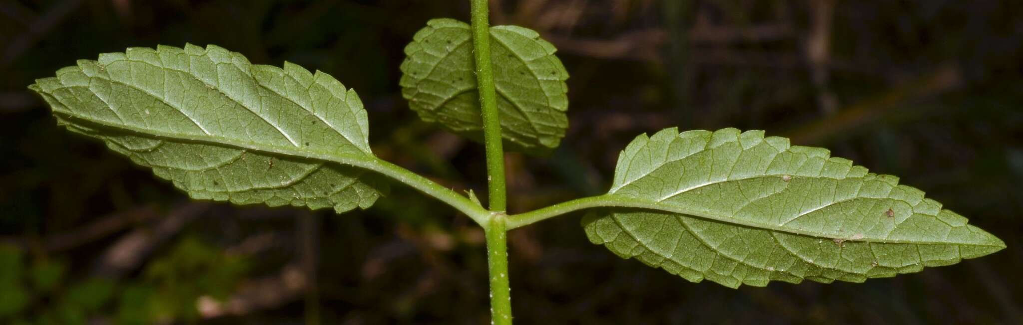 Image de Stachys tenuifolia Willd.