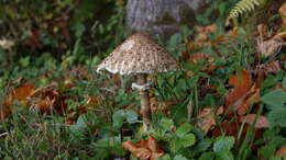 Image of Macrolepiota procera (Scop.) Singer 1948