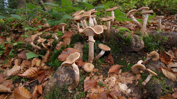 Image of Armillaria ostoyae (Romagn.) Herink 1973