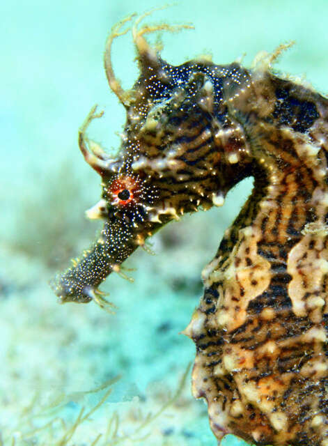 Image of Lined Seahorse