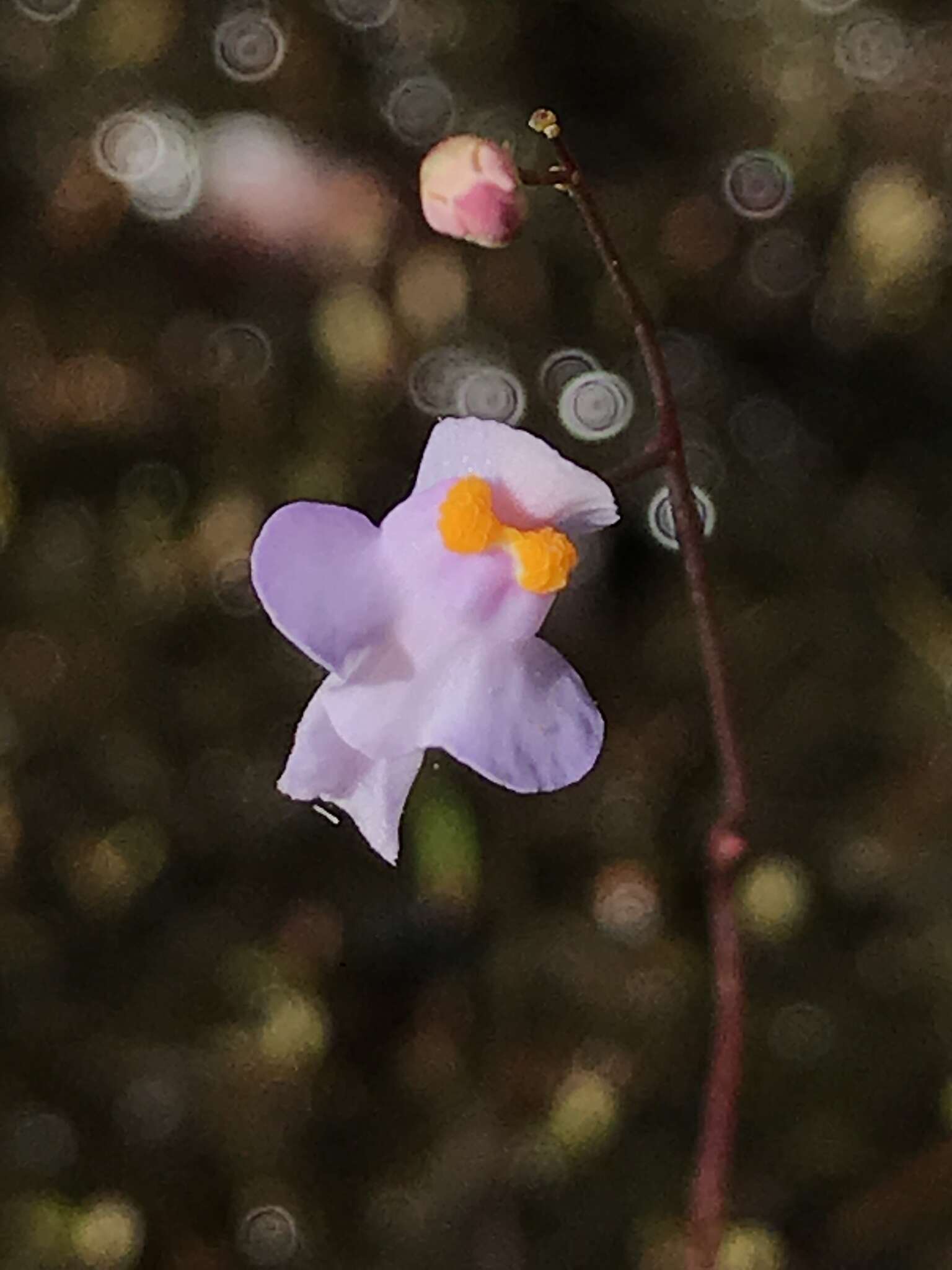 Image de Utricularia biceps Gonella & Baleeiro