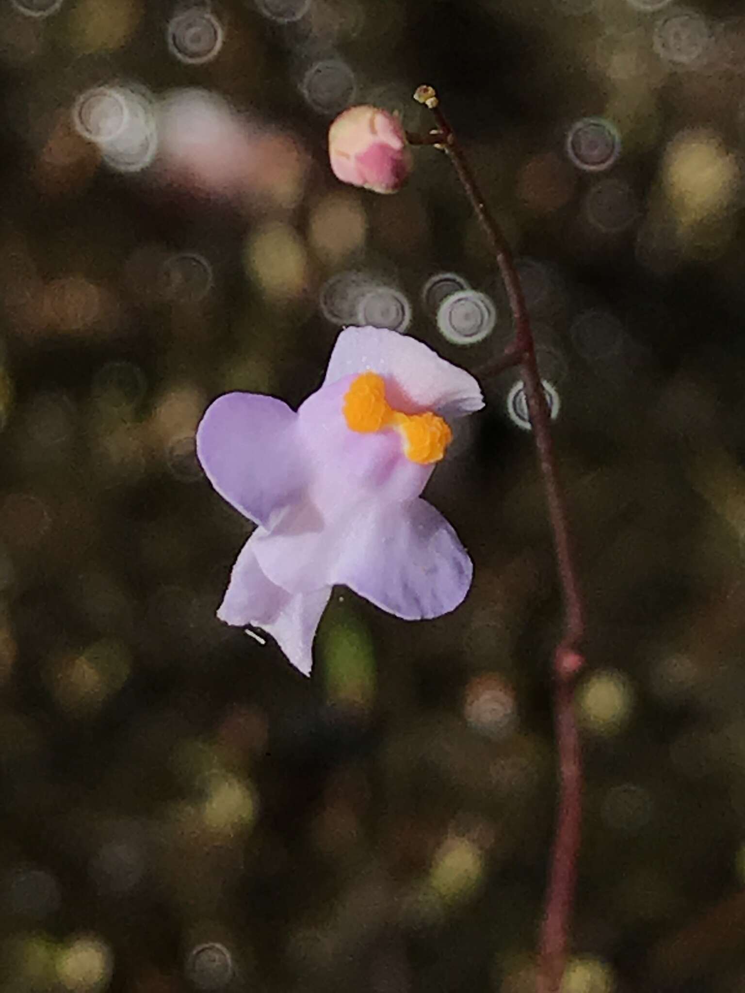 Image of Utricularia biceps Gonella & Baleeiro