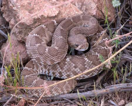 Image of Red Diamond Rattlesnake