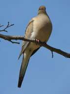 Image of American Mourning Dove