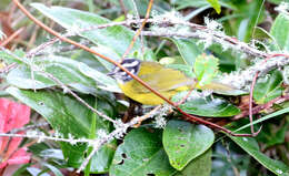 Image of Santa Marta Warbler