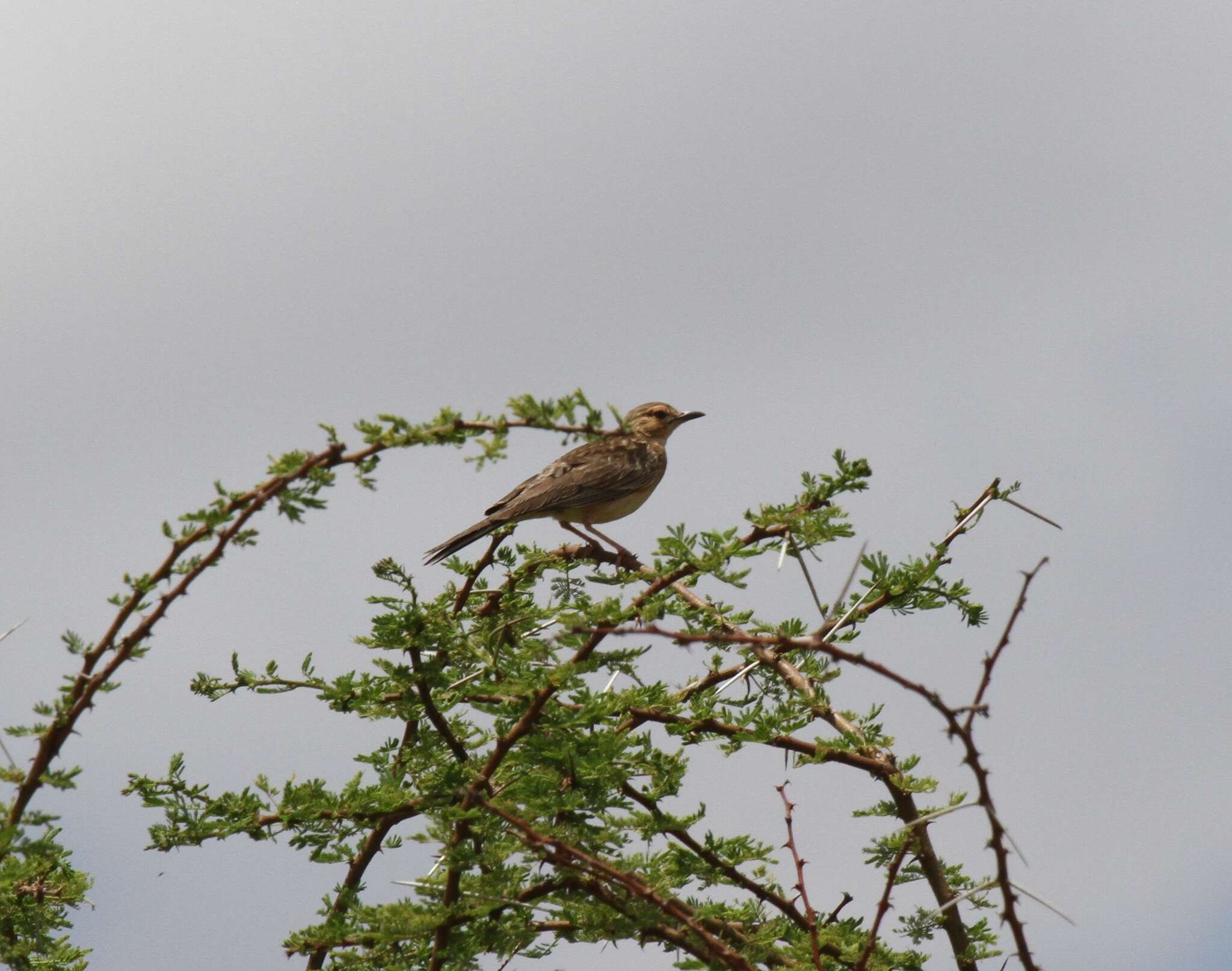 Image of Pink-breasted Lark