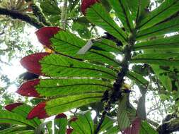 Image of Columnea eburnea (Wiehler) L. P. Kvist & L. E. Skog