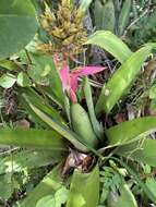 Image of Aechmea stenosepala L. B. Sm.