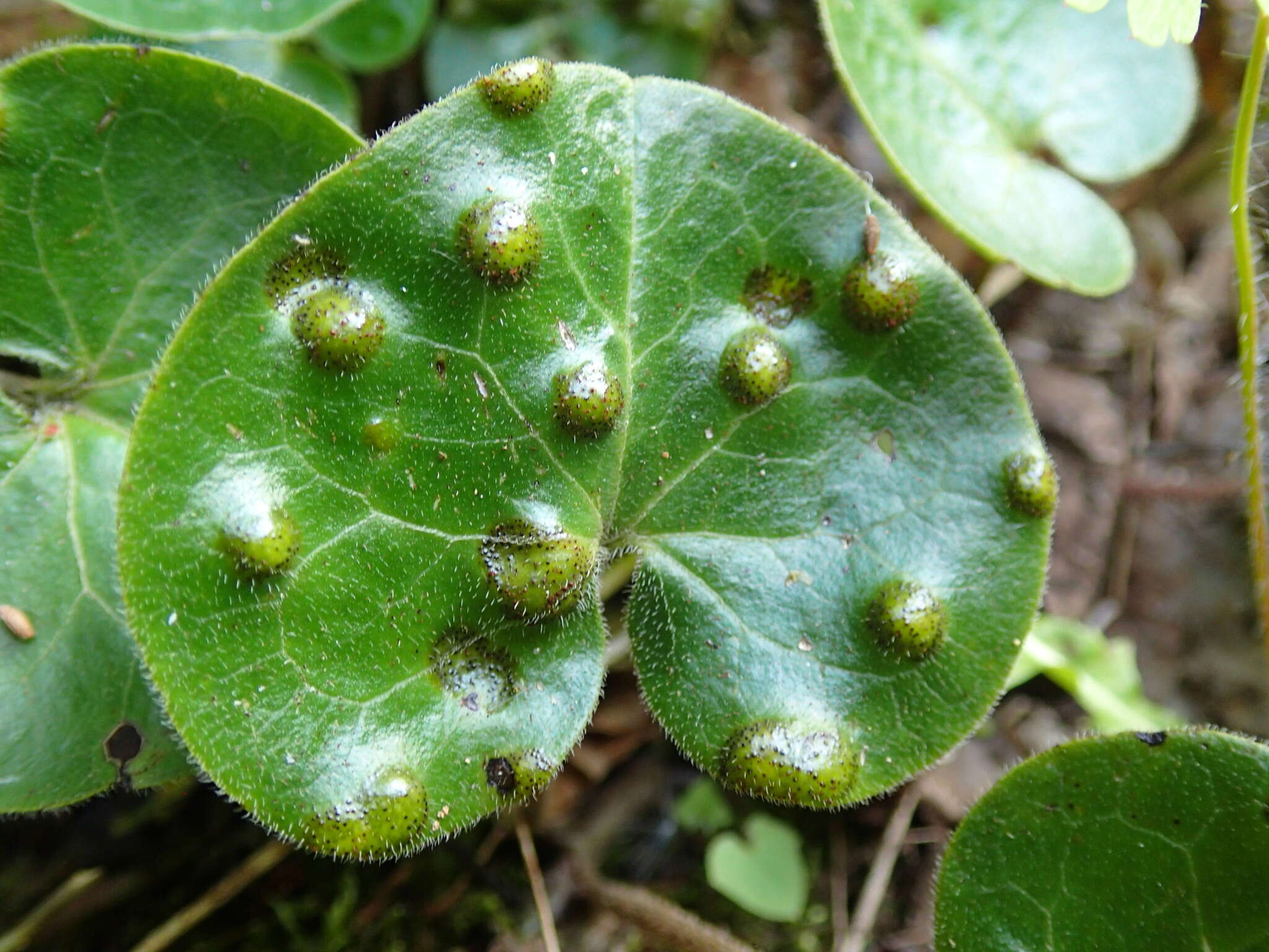 Image of Puccinia asarina Kunze 1817