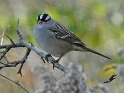 Zonotrichia leucophrys leucophrys (Forster & JR 1772) resmi