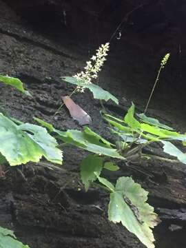 Image of Arkansas alumroot