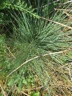 Plancia ëd Festuca idahoensis subsp. roemeri (Pavlick) S. G. Aiken