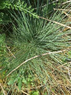 Plancia ëd Festuca idahoensis subsp. roemeri (Pavlick) S. G. Aiken