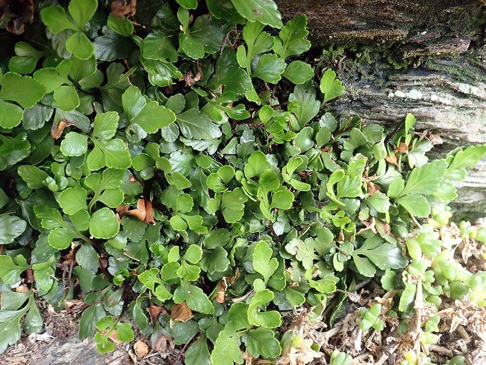 Image of Asplenium pauperequitum Brownsey & P. J. Jacks.