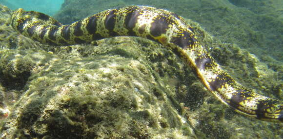 Image of Snowflake moray