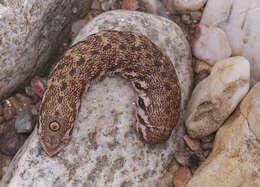 Proserpinus proserpina (Pallas 1772) resmi