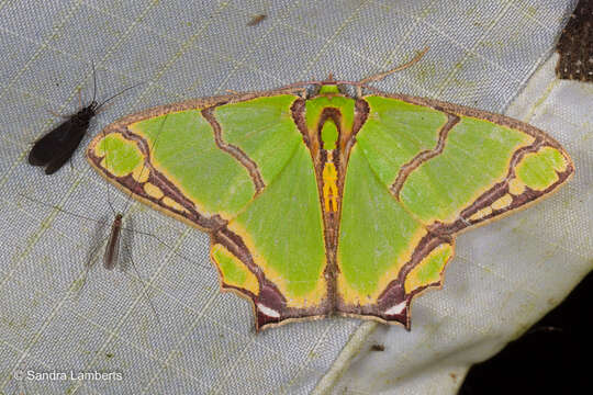 Image de Agathia eromena Prout 1916