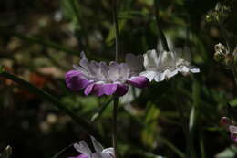 صورة Collinsia heterophylla Buist ex Graham